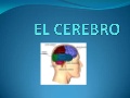 Presentacion el cerebro[1]